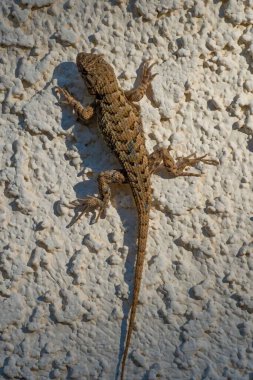 Beyaz bir duvara tırmanan küçük bir kertenkelenin güzel yakın çekimi.