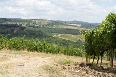 Geniş üzüm bağları, üzüm taşıyan asmalar ve Horiz 'deki tepelik ormanlar.