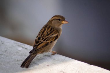 Bulanık arkaplanı olan taşın üzerine tünemiş bir serçenin yakın çekimi.