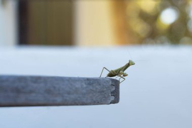 Bir taş üzerinde Avrupa peygamber devesi (Mantis dininin) makrosu