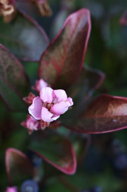 Etrafı yapraklarla çevrili pembe bir ağacın dikey yakın çekimi.