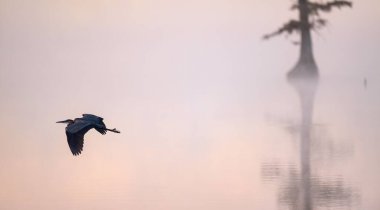 Güzel bir mavi balıkçıl manzarası sisli bir günde yansıyan gölün üzerinde uçuyor.
