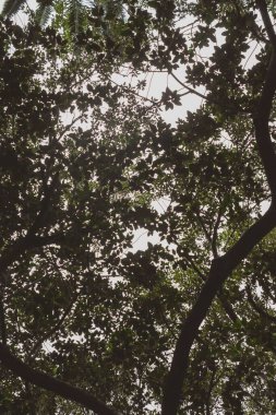 Güneş doğarken, bir ormanda dalların üzerindeki taze yeşil yaprakların güzel manzarası.