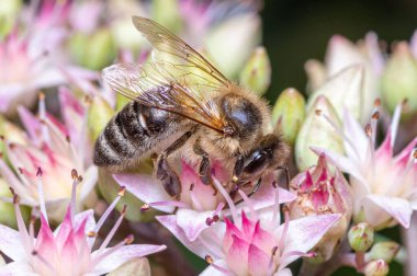 Bir çiçeğin üzerindeki İber bal arısına (Apis mellifera iberiensis) yakın plan