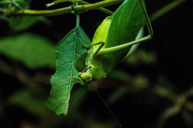 Yeşil bir cırcır böceğinin yaprak yerken yakın plan çekimi.