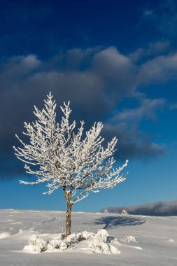 Güzel bir karla kaplı ağaç manzarası