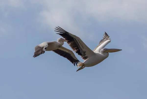 Пелікани Летять Блакитному Небі — стокове фото