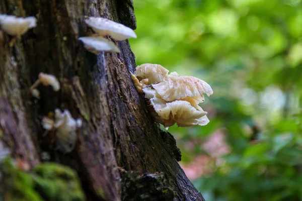 背景がぼやけている森の木の幹に生えているカキのキノコの選択的な焦点ショット — ストック写真