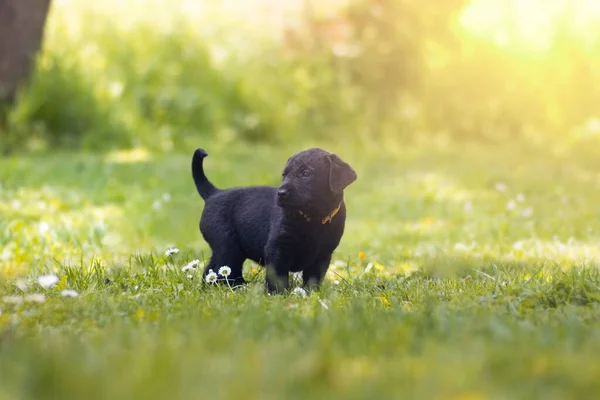 Simpatico Cucciolo Nero Labrador Retriever Che Gioca Sul Campo Con — Foto Stock