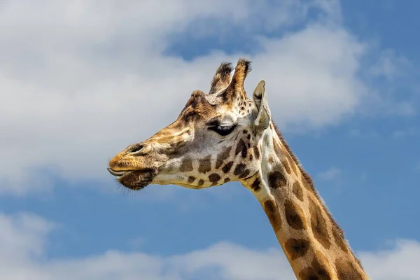 Mavi Gökyüzüne Karşı Güzel Bir Zürafanın Yakın Plan Fotoğrafı — Stok fotoğraf
