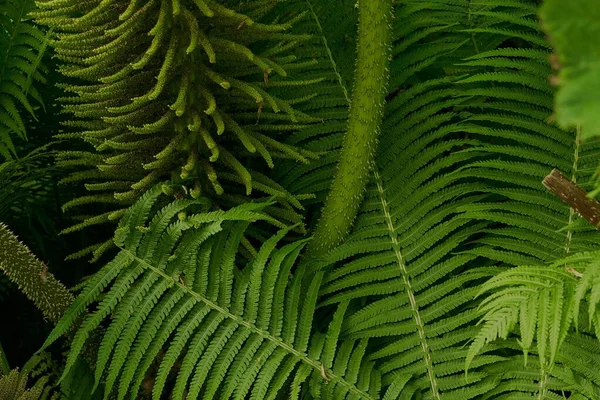 緑豊かなシダ植物の詳細のクローズアップショット — ストック写真