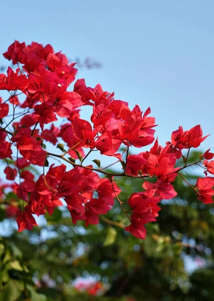 Tiro Vertical Flores Bougainvillea Jardim Outono Gurugram Haryana Índia — Fotografia de Stock