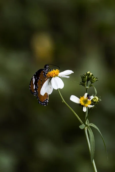 Pionowe Zbliżenie Ujęcia Motyla Zbierającego Nektar Kwiatu Blackjacka — Zdjęcie stockowe