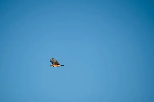 Renkli Bir Jay Kuşu Garrulus Glandarius Uçuyor Sonbahar Mavisi Açık — Stok fotoğraf