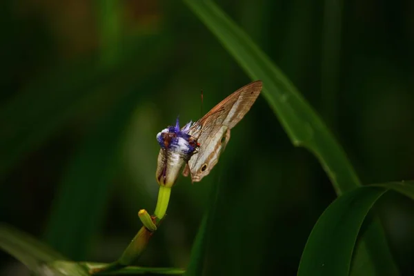 一只蝴蝶坐在花园里紫色的植物上 背景偏僻的特写镜头 — 图库照片