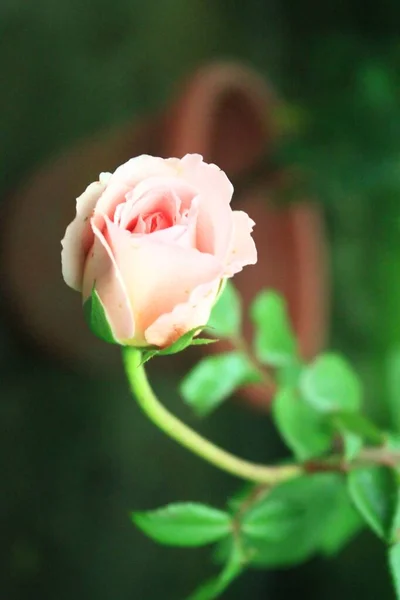 Eine Nahaufnahme Einer Hellrosa Gartenrose — Stockfoto