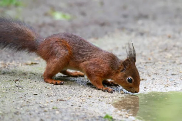 Nahaufnahme Eines Eichhörnchens Das Wasser Einem Wald Trinkt — Stockfoto