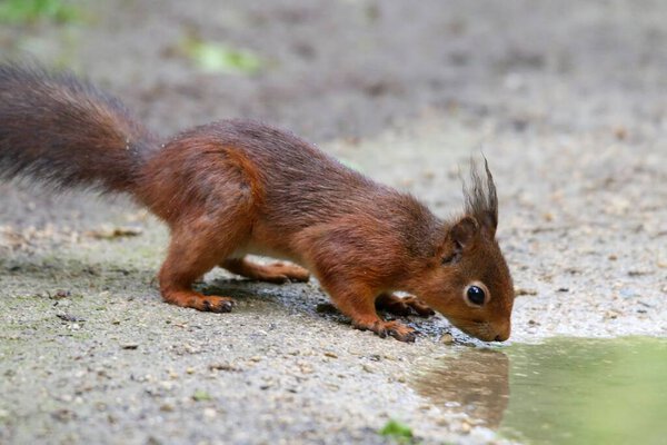 A closeup of a squirrel drinking water in a forest