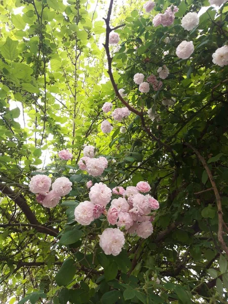 许多枝条 花园里有芬芳的粉红色玫瑰 — 图库照片
