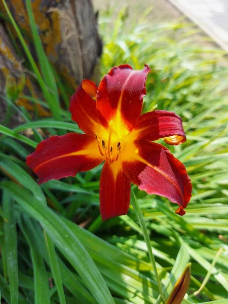 Vertical Shot Red Hemerocallis Garden Sunny Day — Stock Photo, Image