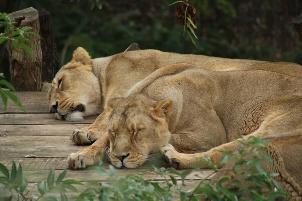 Львицы Лежащие Спящие Клетке Зоопарка Размытом Фоне — стоковое фото