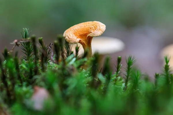 Macro Shot Velvet Chanterelle Fungus Surrounded Green Plants Isolated Background — Stock Photo, Image