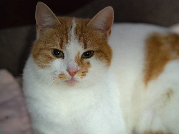 カメラを覗く生姜と白い猫のクローズアップ — ストック写真