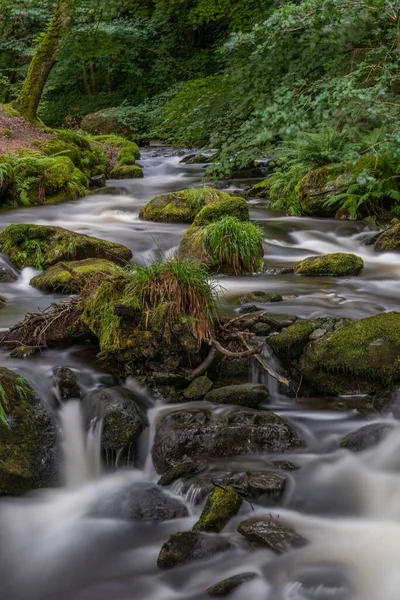 Etrafı Orman Bitkileriyle Çevrili Kayalık Bir Nehrin Dikey Olarak Uzun — Stok fotoğraf