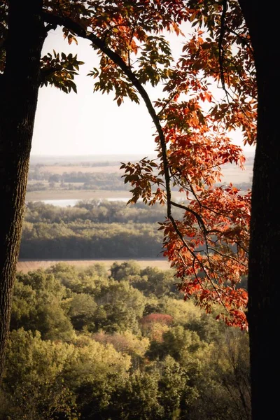 Tiro Vertical Uma Árvore Bordo Frente Uma Floresta Outono — Fotografia de Stock