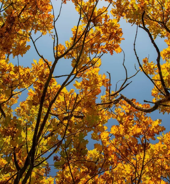 秋には古代のオークの木 Quercus 秋に黄色の葉 — ストック写真