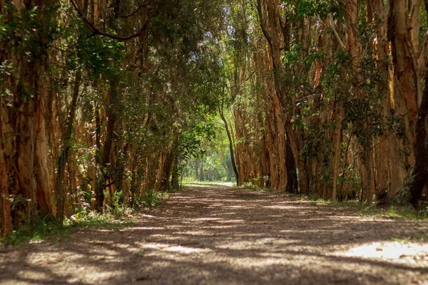 Een Landschap Van Een Smal Pad Bedekt Met Groen Coombabah — Stockfoto
