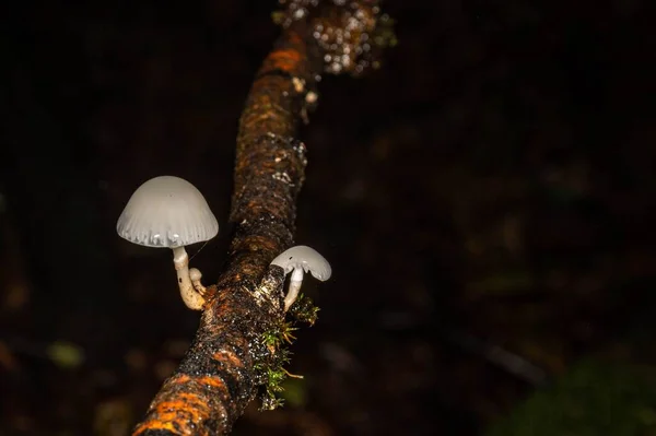 White Fungus Autumn Forest Rain — Stock Photo, Image