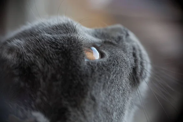 一只灰蒙蒙的英国短发猫的漂亮特写 — 图库照片
