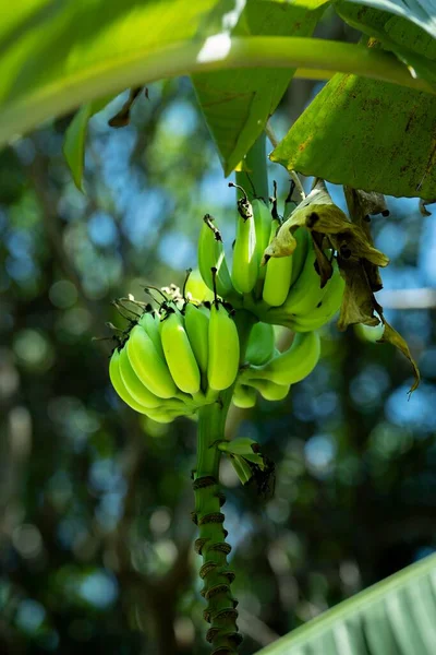 Vertical Shot Green Unripe Bananas Hanging Tree Branch — Stock Photo, Image