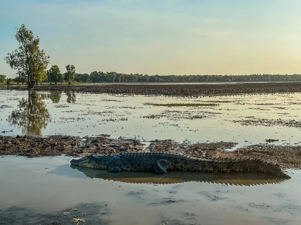 Красивий Вид Крокодил Плаває Грязьовому Ставку — стокове фото