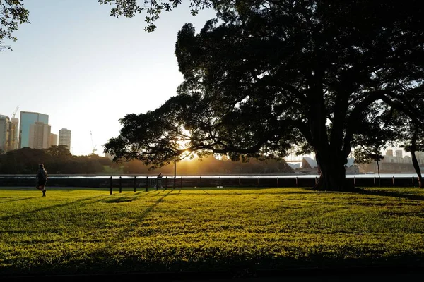 Die Silhouette Eines Baumes Königlichen Botanischen Garten Bei Sonnenuntergang Sydney — Stockfoto
