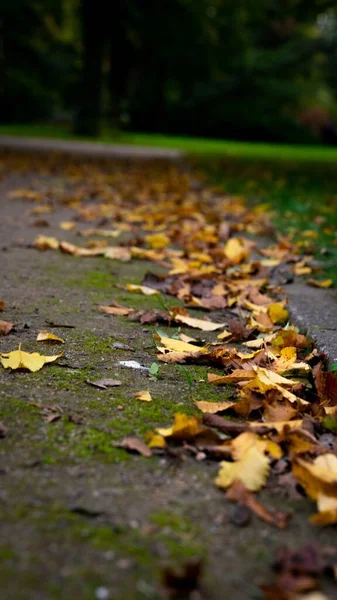 地面に落ちた秋の葉の垂直ショット — ストック写真