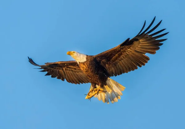 Bald Eagle Flying Blue Sky Holding Fish Sunny Weather — Stock Photo, Image