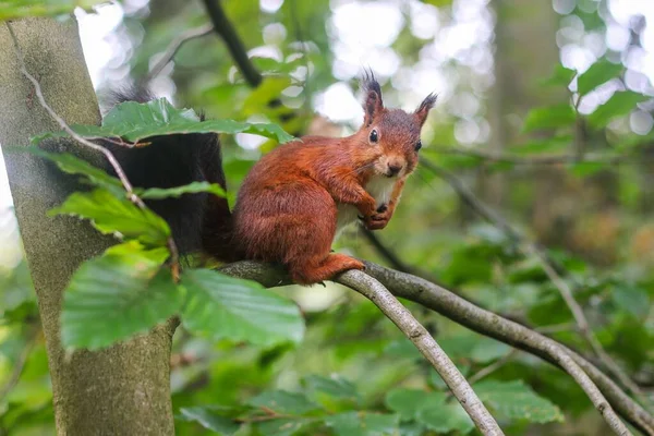 Zbliżenie Uroczej Czerwonej Wiewiórki Sciurus Vulgaris Gryzoń Siedzi Gałęzi Drzewa — Zdjęcie stockowe