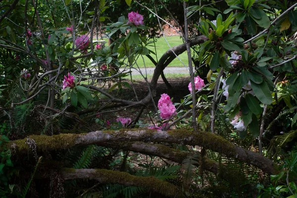 Closeup Pink Rhododendron President Roosevelt Flowers Green Leaves Garden — Stock Photo, Image