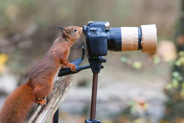 stock image An adorable red squirrel, Sciurus vulgaris standing by a camera and looking into its lens in a forest