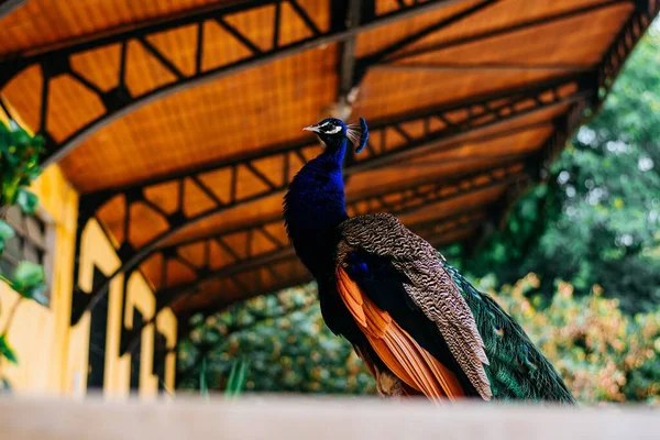 stock image A closeup shot of an elegant peafowl bird with mesmerizing plumage and feathers