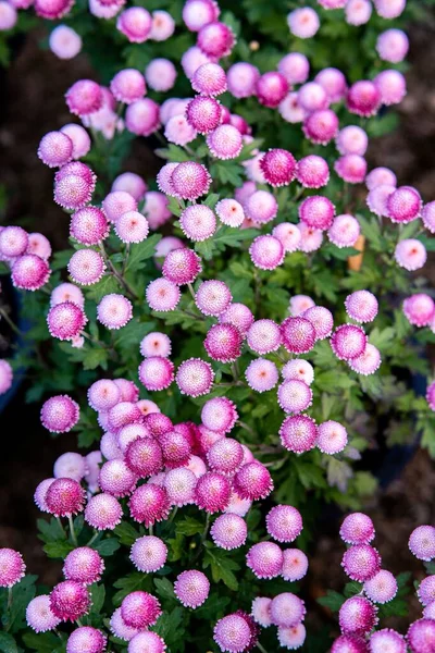 Svislý Pohled Shora Růžové Sedmikrásky Květin Louce — Stock fotografie