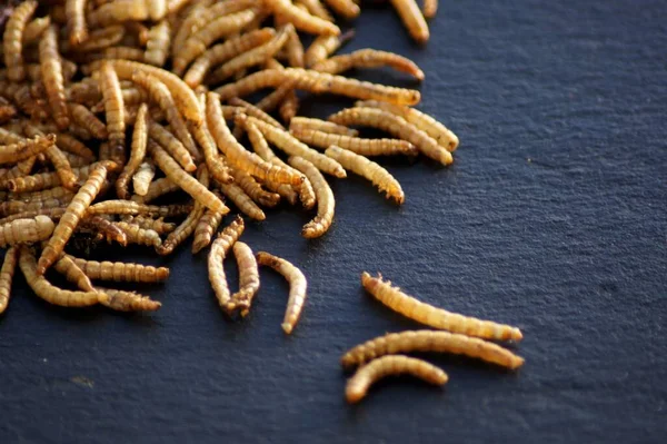 Closeup Shot Swarm Mealworms Placed Black Surface — Stock Photo, Image