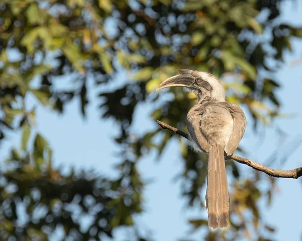 Closeup Grey Hornbill Ocyceros Birostris Perched Tree Branch Sunlight — Stock Photo, Image