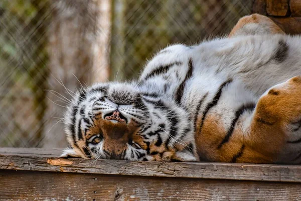 A closeup shot of a Siberian Tiger, lying on its back, in the zoo, and enjoying the sunlight on a sunny day