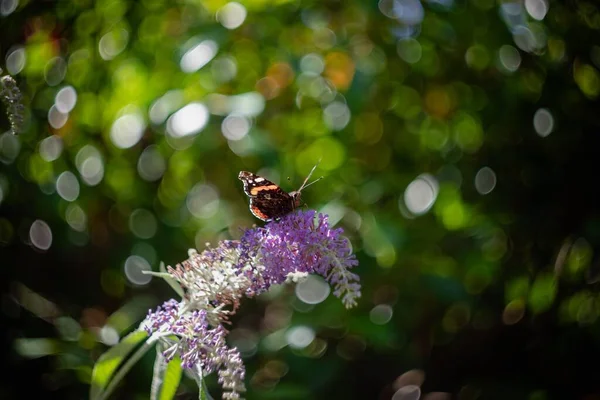 Крупный План Бабочки Красного Адмирала Будде Пчелиных Цветов Залитыми Солнцем — стоковое фото