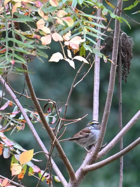 White Throated Sparrow Fågel Sittande Kvisten Träd Med Suddig Bakgrund — Stockfoto