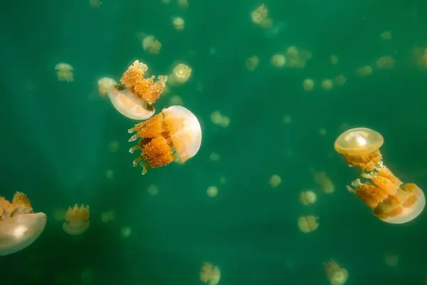 緑の水の中を泳ぐ多くのゴールデンクラゲ — ストック写真