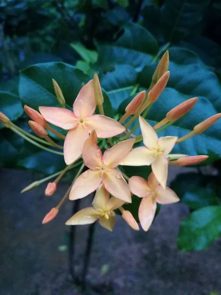 Ein Selektiver Fokus Von Bunga Asoka Blumen — Stockfoto